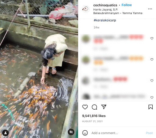 Screenshot of Cochin Aquatics Instagram post